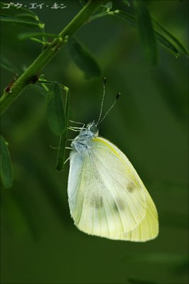 butterfly04.jpg