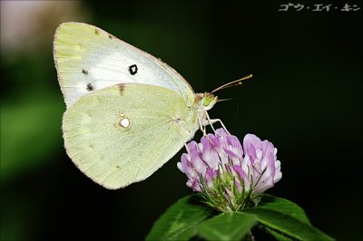 butterfly09.jpg