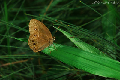 butterfly12.jpg