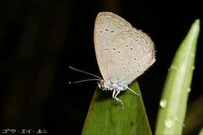 butterfly15.jpg