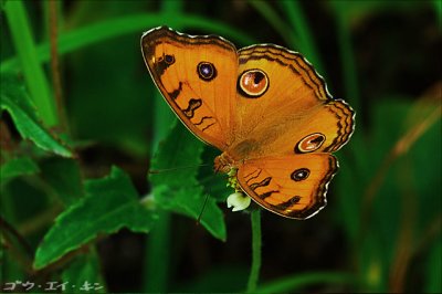 butterfly20.jpg