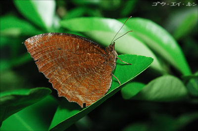 butterfly21.jpg