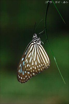 butterfly22.jpg