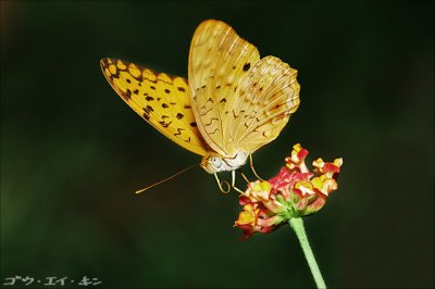 butterfly23.jpg