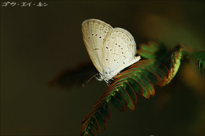 butterfly25.jpg