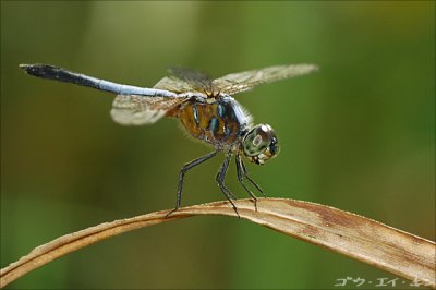 dragonfly02.jpg