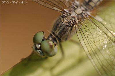 dragonfly03.jpg