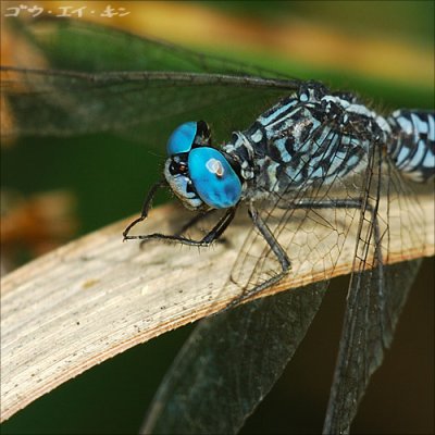 dragonfly04.jpg