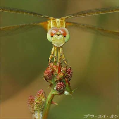 dragonfly05.jpg