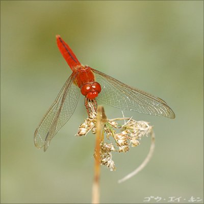 dragonfly06.jpg