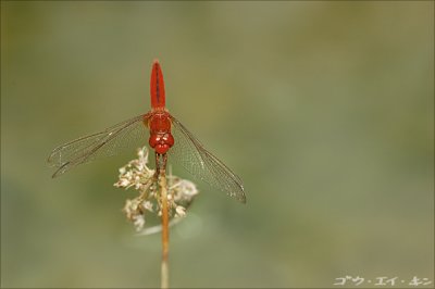 dragonfly07.jpg