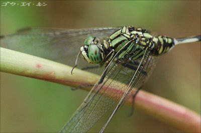 dragonfly08.jpg