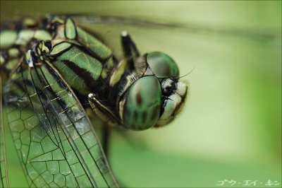 dragonfly09.jpg