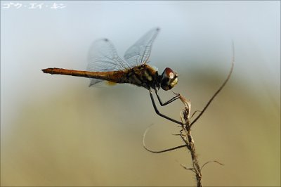 dragonfly10.jpg