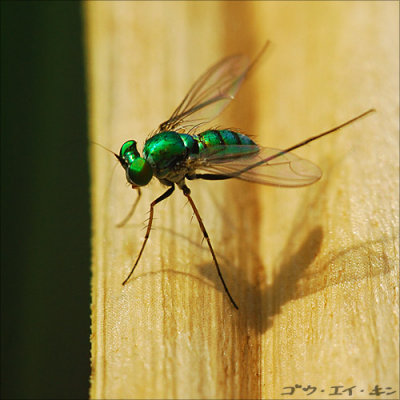 fly01.jpg