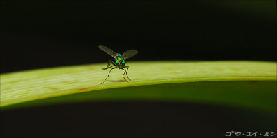 fly02.jpg