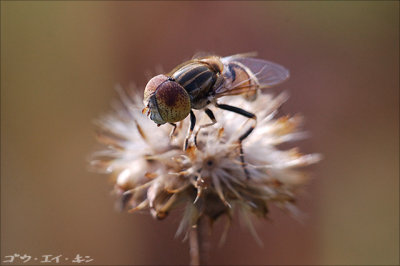 fly04.jpg