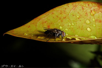 Flies