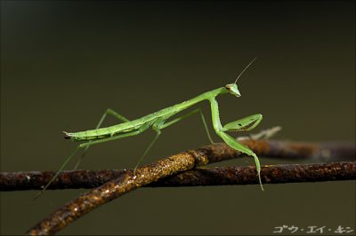 Mantis