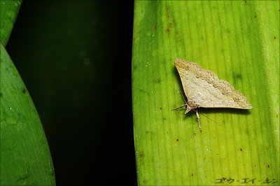 moth01.jpg