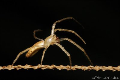 spider01.jpg