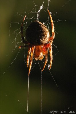 spider07.jpg