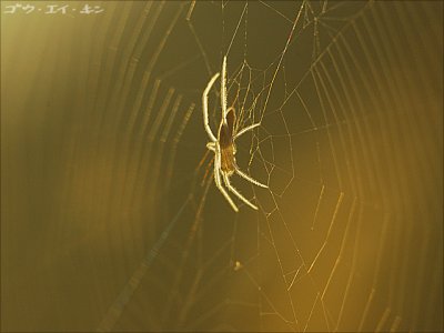 spider16.jpg