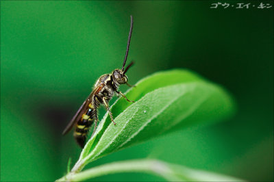wasp01.jpg