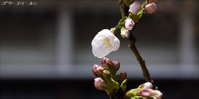 First Bloom in Hiroshima