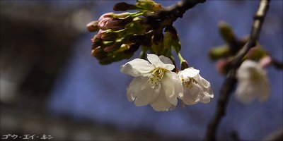 Sakura at Hiroshima Castle