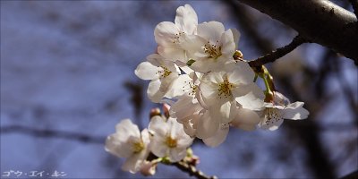 Sakura at Hiroshima Castle