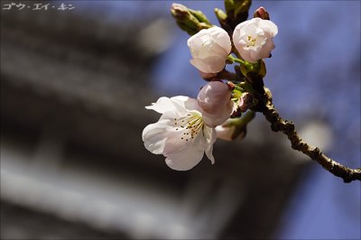Sakura at Hiroshima Castle