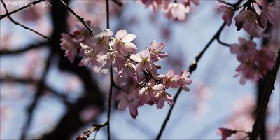 Sakura at Hiroshima City Hall