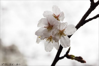 Sakura at Shukkei-en