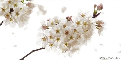 Sakura at Shukkei-en