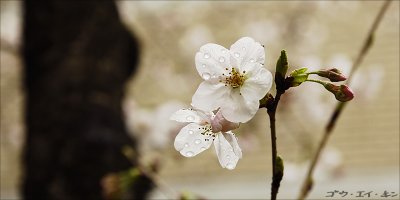 Sakura at Shukkei-en