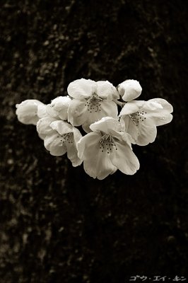 First Bloom in Hiroshima