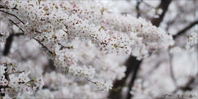 Sakura around Fuchu