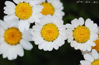 g6/49/405149/3/77818982.xUsbg9cx.jpg