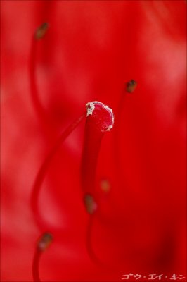 3_red_lily.jpg