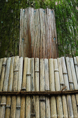 Old tree