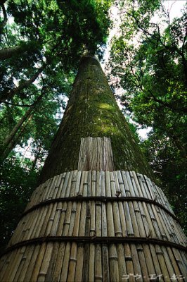 Old tree