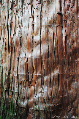 Old tree bark