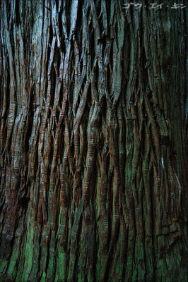 Old tree bark