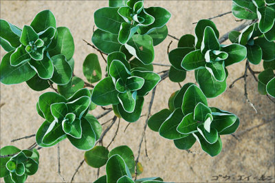 Green Patterns 1