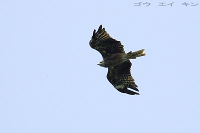 150_eagle.jpg