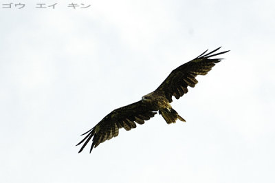 167_eagle.jpg