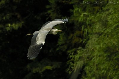 169_heron.jpg