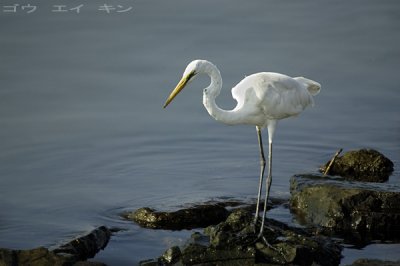 253_egret.jpg