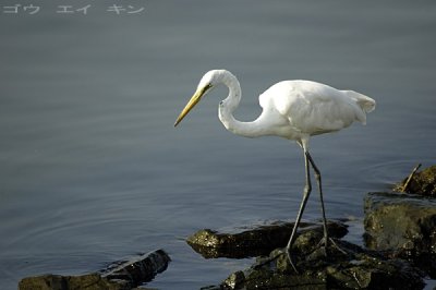254_egret.jpg
